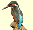 Kingfisher